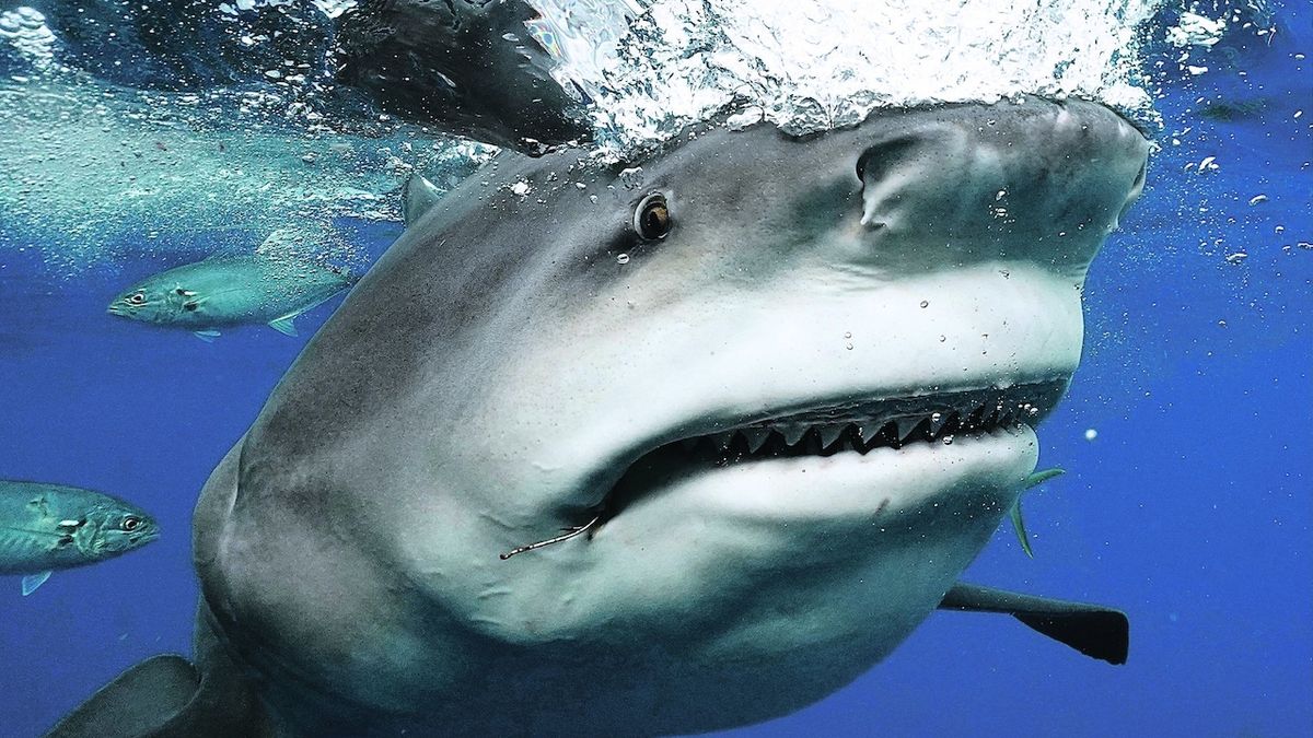 Žraločí šupiny odhalily dávné vymírání